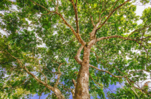 deseased trees