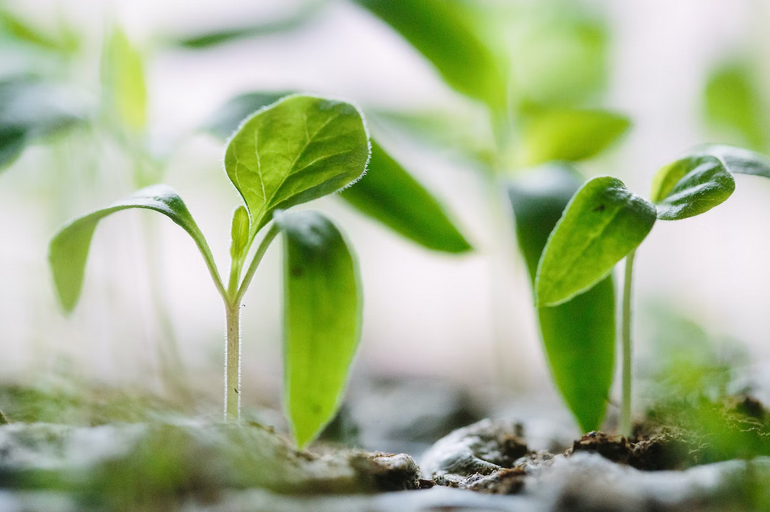 seedling