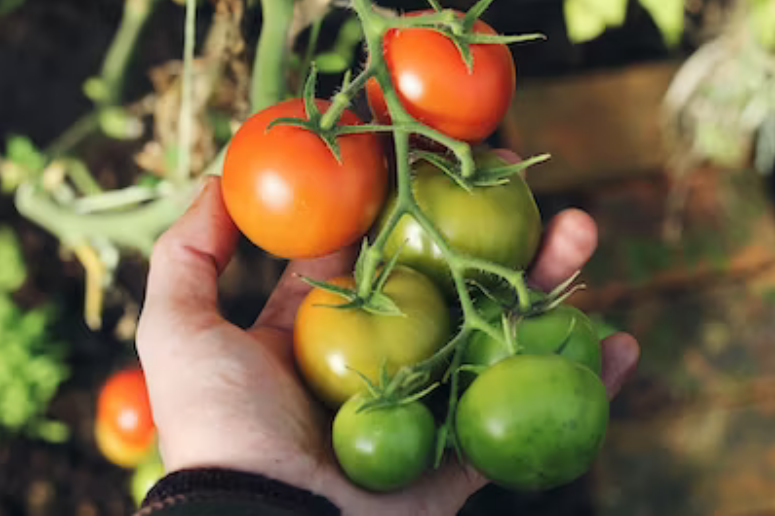 tomatoes